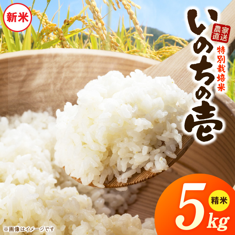 【R8年産新米 先行受付】特別栽培米「いのちの壱」（5kg）＜農家直送＞［208K01］