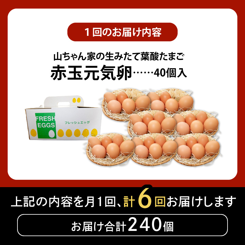 【6ヶ月定期便】【山ちゃん家の生みたて葉酸たまご】赤玉元気卵（40個入り）
