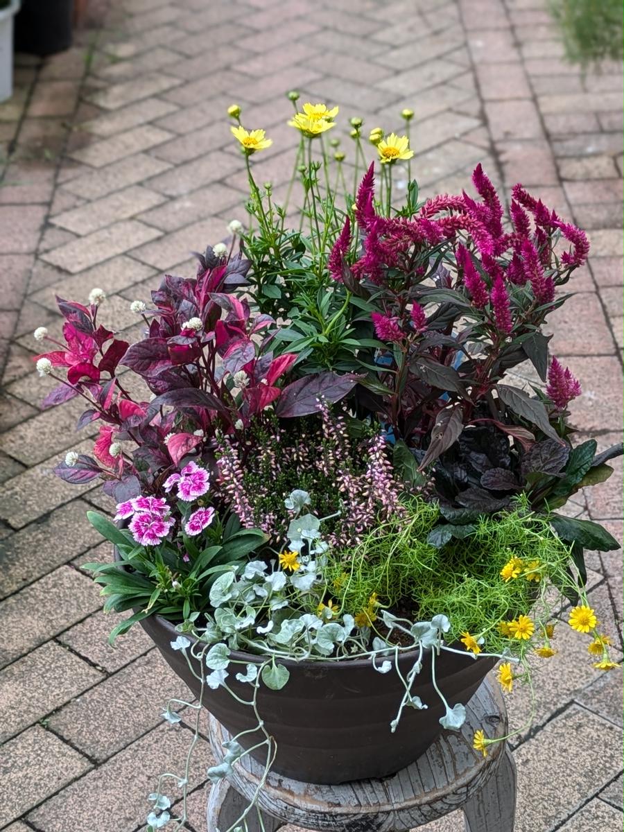 ガーデニング　季節の寄せ植え