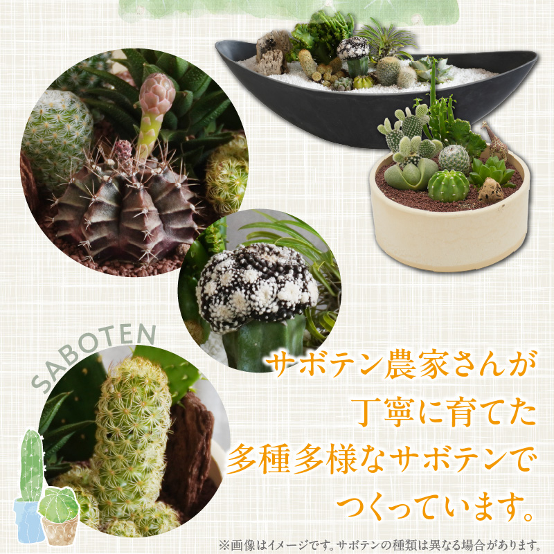 サボテンのオリジナル寄せ植え（大）［ 本格サボテン 産地直送 インテリア ギフト プレゼント オシャレ かわいい 人気 多肉植物 ］