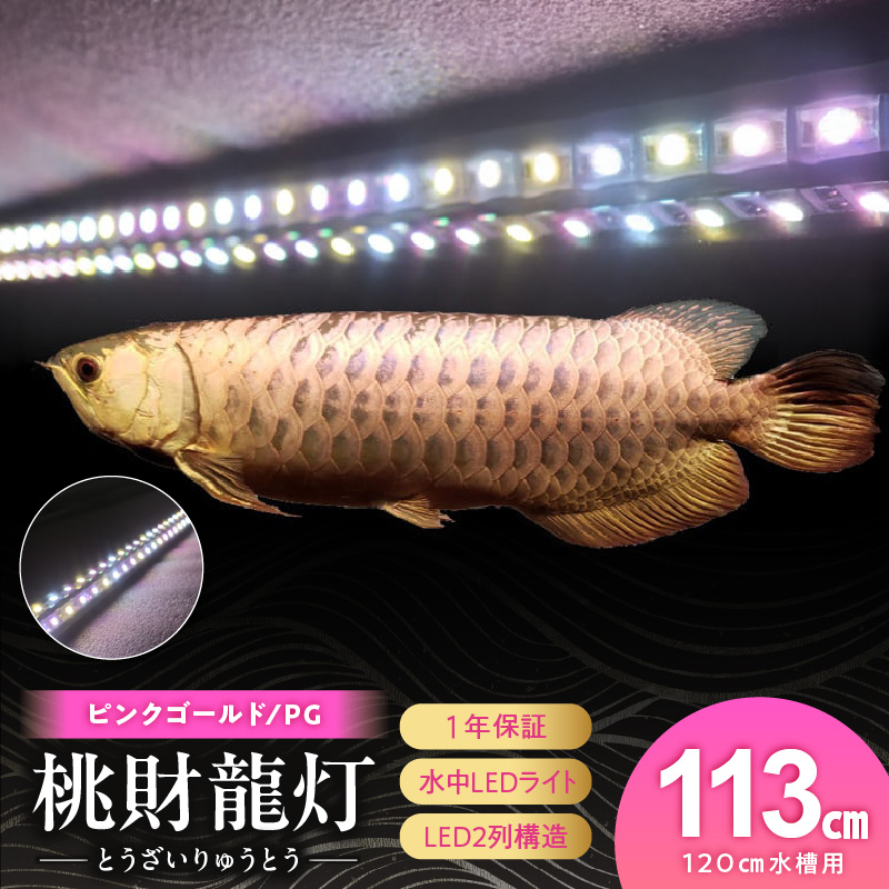 金龍の鱗を美しく照らす!ピンクゴールドの水中アロワナライト|PG120-EX
