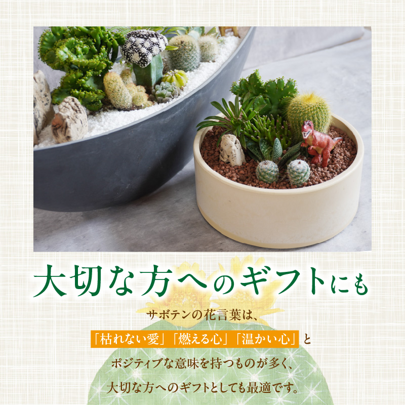サボテンのオリジナル寄せ植え（大）［ 本格サボテン 産地直送 インテリア ギフト プレゼント オシャレ かわいい 人気 多肉植物 ］