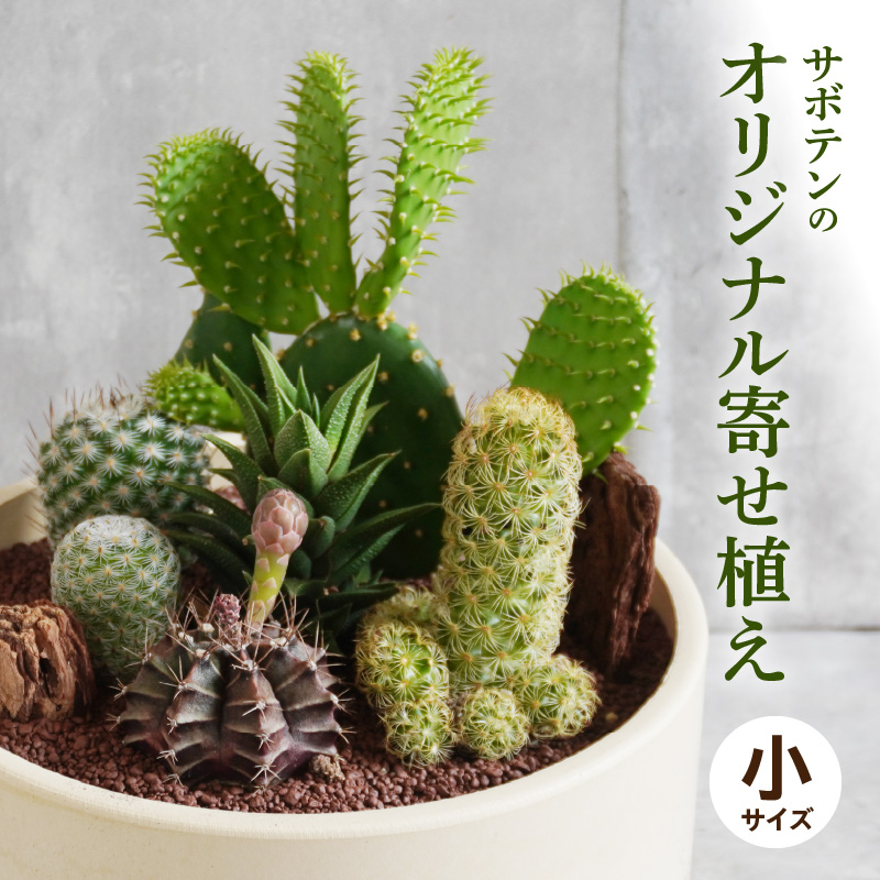 サボテンのオリジナル寄せ植え（小）［ 本格サボテン 産地直送 インテリア ギフト プレゼント オシャレ かわいい 人気 多肉植物 ］