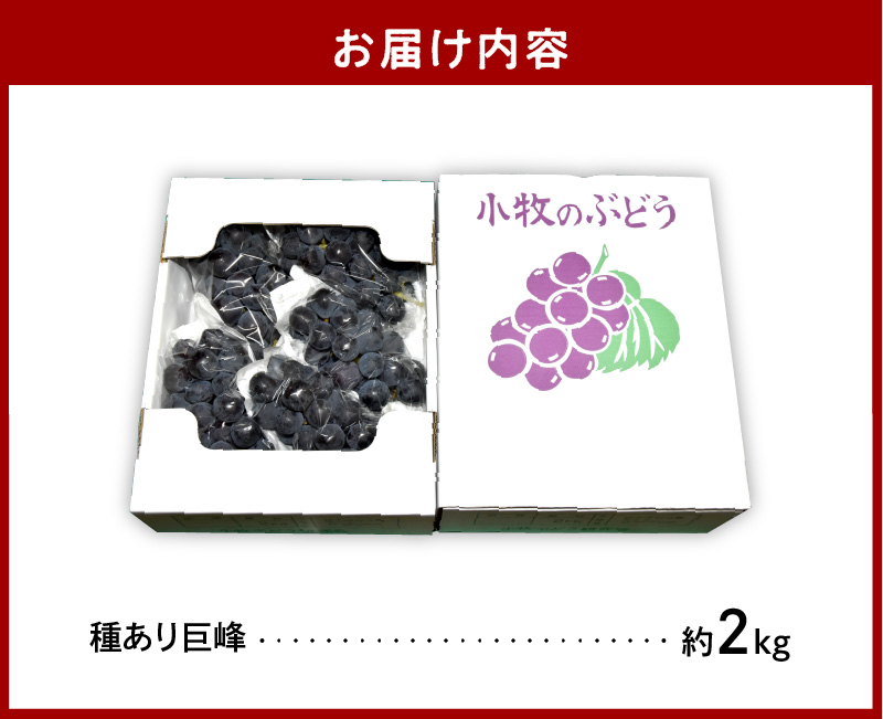 こだわりの種あり巨峰　約2kg 2026年先行予約（2026年発送分）ぶどう