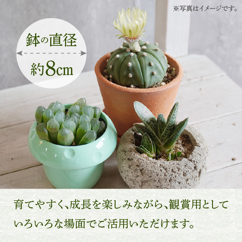 ミニ サボテン セット（3種）［ 本格サボテン 産地直送 インテリア ギフト プレゼント オシャレ かわいい 人気 多肉植物 おすすめ おまかせ ］