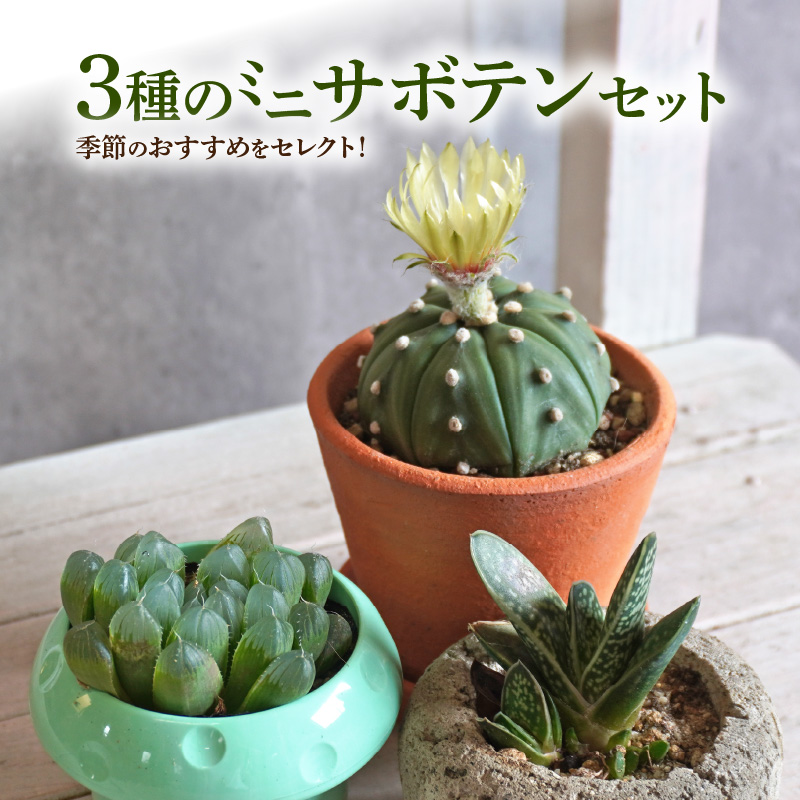 ミニ サボテン セット（3種）［ 本格サボテン 産地直送 インテリア ギフト プレゼント オシャレ かわいい 人気 多肉植物 おすすめ おまかせ ］