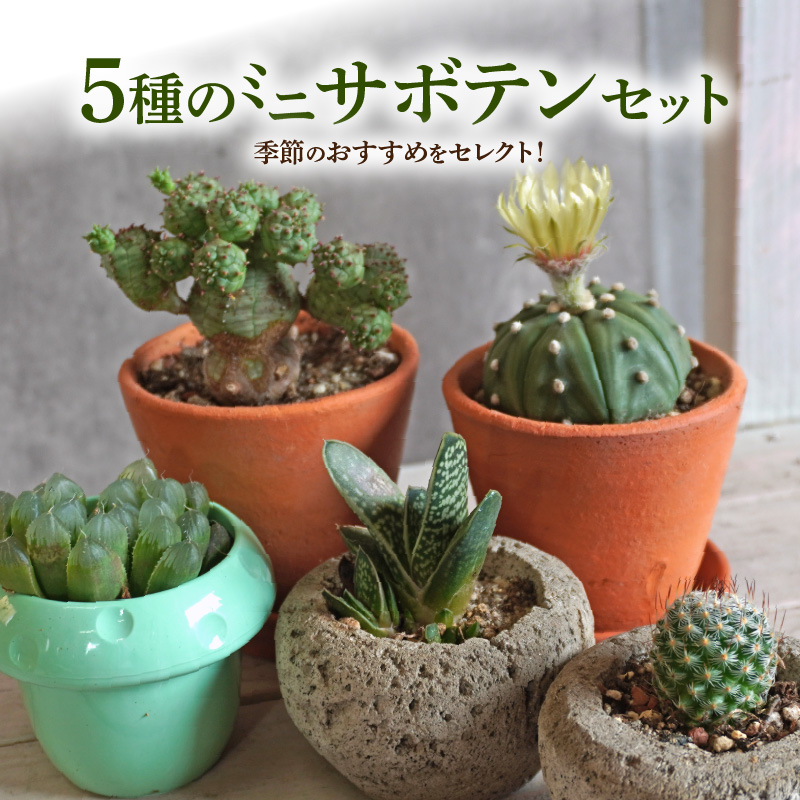 ミニ サボテン セット（5種）［ 本格サボテン 産地直送 インテリア ギフト プレゼント オシャレ かわいい 人気 多肉植物 おすすめ おまかせ ］