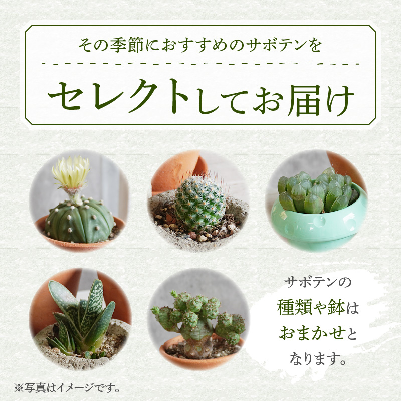 ミニ サボテン セット（3種）［ 本格サボテン 産地直送 インテリア ギフト プレゼント オシャレ かわいい 人気 多肉植物 おすすめ おまかせ ］