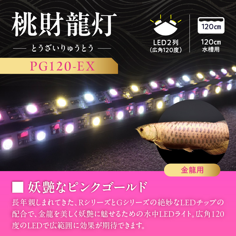 金龍の鱗を美しく照らす!ピンクゴールドの水中アロワナライト|PG120-EX