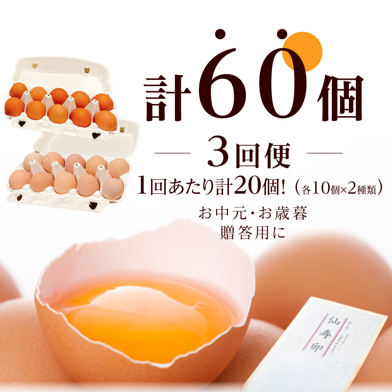 【3回便】名古屋コーチン卵・仙寿卵お試しセット（各10個入り）×3回（計各30個） ［006K02-T］