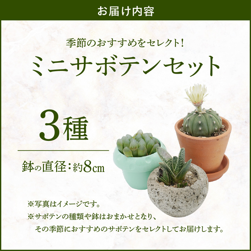 ミニ サボテン セット（3種）［ 本格サボテン 産地直送 インテリア ギフト プレゼント オシャレ かわいい 人気 多肉植物 おすすめ おまかせ ］