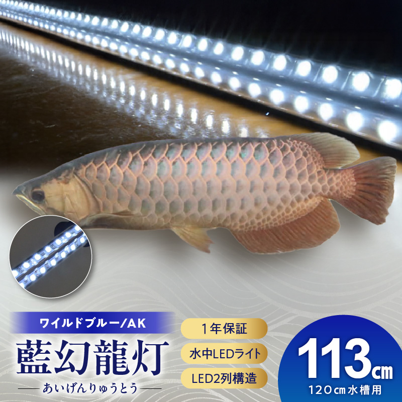 一瞬で綺麗に魅せる!金龍の青を最大限に強調する水中LEDライト|AK120-EX