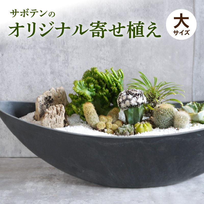 サボテンのオリジナル寄せ植え（大）［ 本格サボテン 産地直送 インテリア ギフト プレゼント オシャレ かわいい 人気 多肉植物 ］