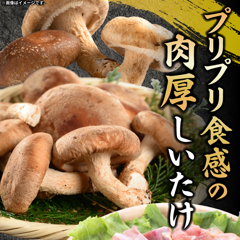 【名古屋コーチン入り】駒来しいたけの駒丼（こまどん）