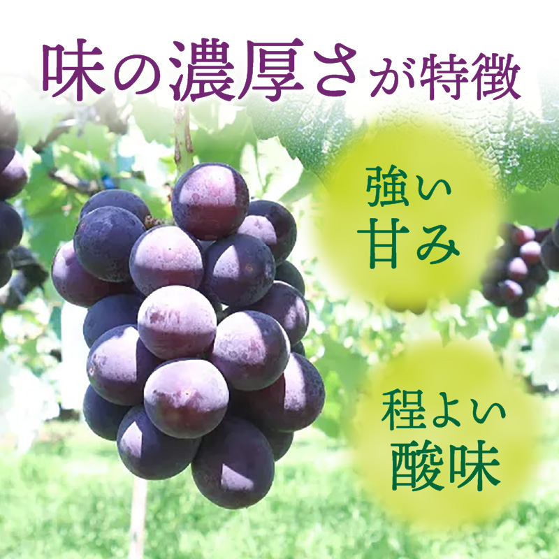 種無し巨峰 約3kg（約6～8房） 2026年 先行予約 種なしぶどう
