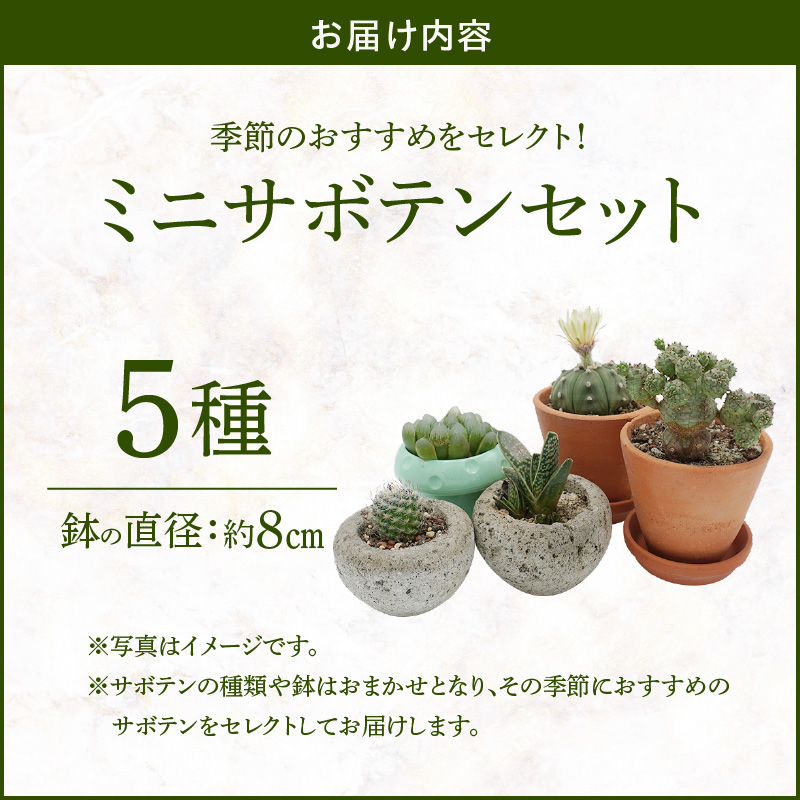 ミニ サボテン セット（5種）［ 本格サボテン 産地直送 インテリア ギフト プレゼント オシャレ かわいい 人気 多肉植物 おすすめ おまかせ ］
