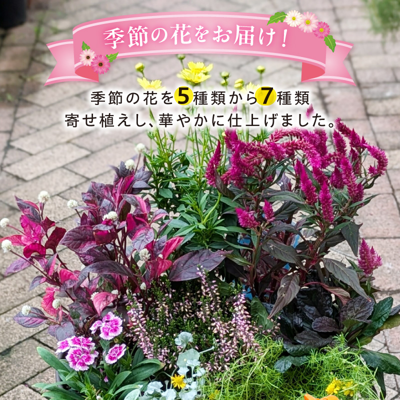 ガーデニング　季節の寄せ植え ［142F01］