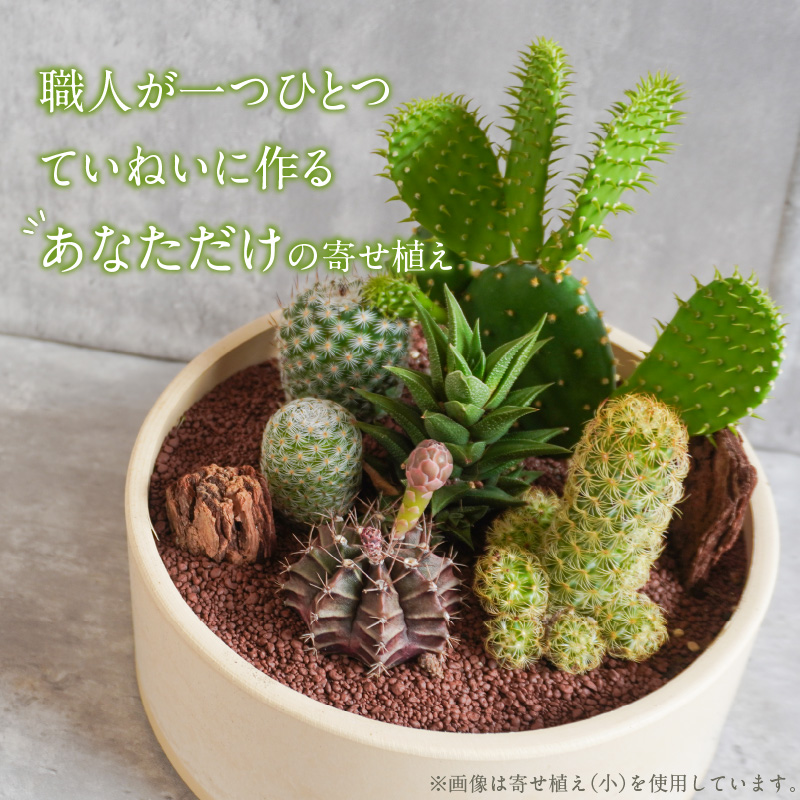 サボテンのオリジナル寄せ植え（大）【恐竜セット】