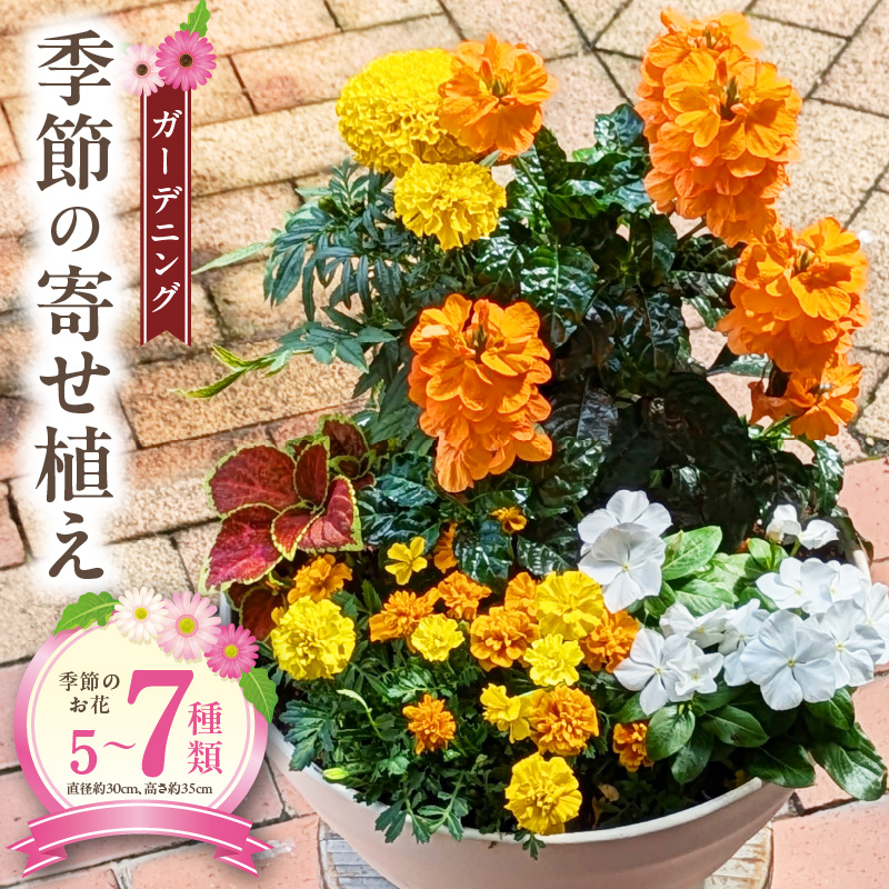 ガーデニング　季節の寄せ植え