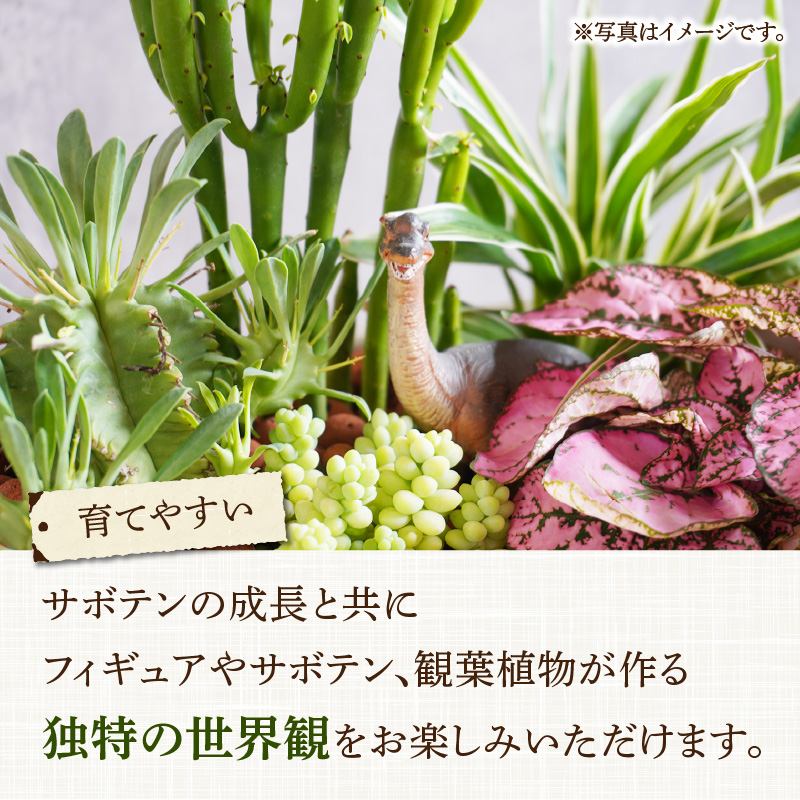 サボテンと観葉植物のオリジナル寄せ植え【恐竜セット】［ 本格サボテン 産地直送 フィギュア インテリア ギフト プレゼント オシャレ かわいい 人気 多肉植物 ］
