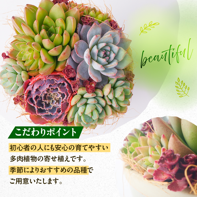 【佳花園】多肉植物のオリジナル寄せ植え
