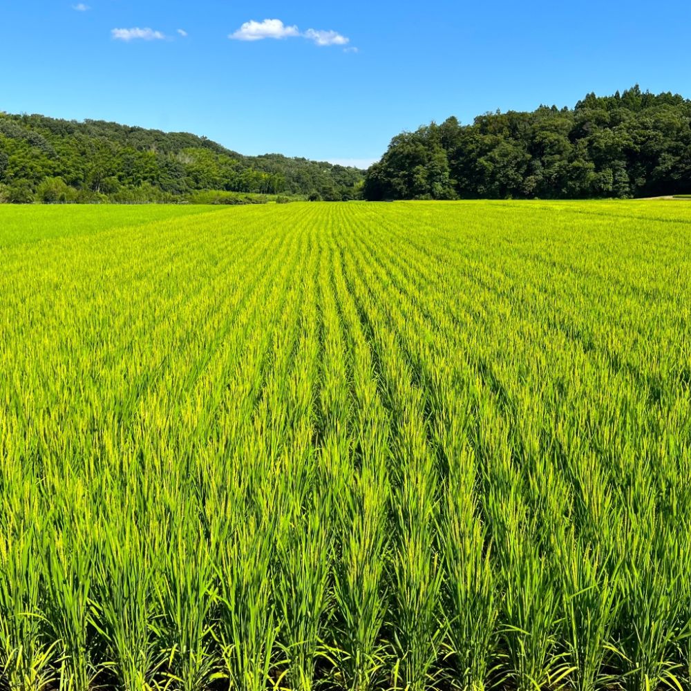 【令和８年産】新米 こしひかり（精米）10kg 鈴鹿山麓の銘水が育てた米 l 米どころ 三重県産 小山田地区 小山田米 米 コメ 白米 精米