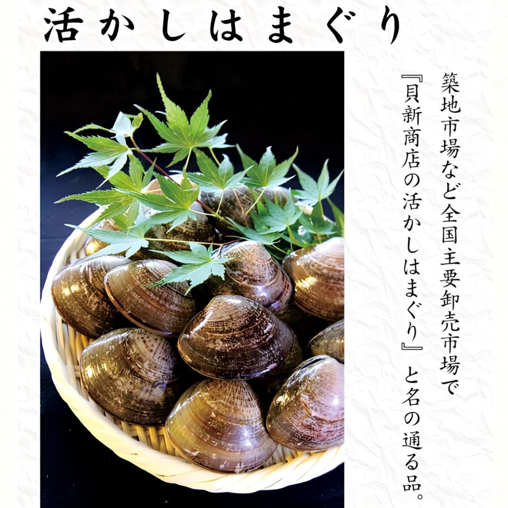 貝新畜養 活かしはまぐり （極上サイズ）2kg 木箱入り
はまぐり ハマグリ 蛤