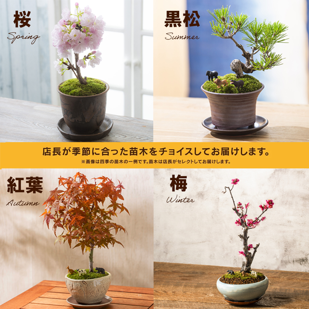 「デスクトップ盆栽」という新提案を四日市から（ミニチュアあり）