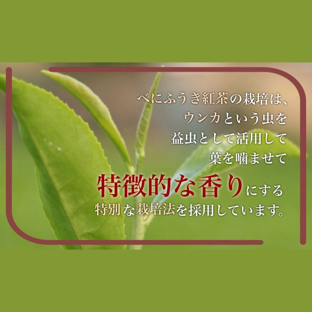 フルーティーな香りで甘い味わいの国産紅茶。コンテスト受賞多数のハサマ共同製茶組合がつくる「べにふうき紅茶」と「やぶきた紅茶」のセット