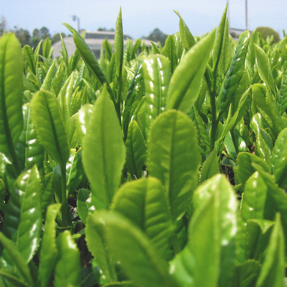 四日市認定地場特産品【泗水十貨店（しすいじっかてん）】濃い抹茶グリーンティ　有糖２本　手提げ袋付き