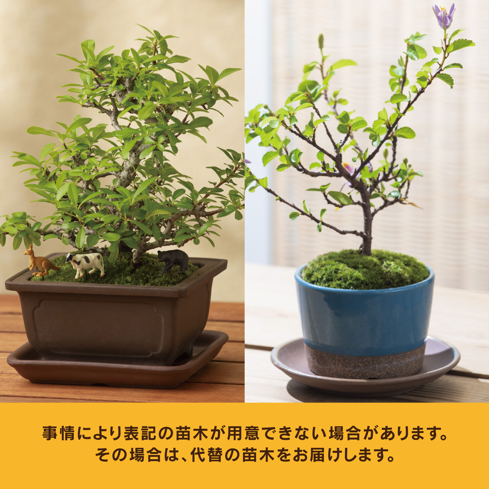 「デスクトップ盆栽」という新提案を四日市から（ミニチュアなし）