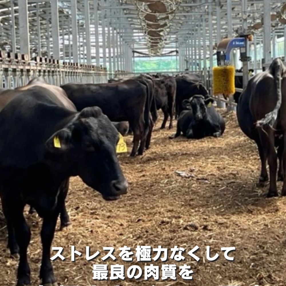 松阪牛の品評会で最優秀賞受賞歴のある 加藤牧場の黒毛和牛赤身（モモ/カタ）切り落とし400g(200g×2P)/牛肉 国産牛 国産 和牛 大容量 冷凍便 年末年始 お正月 黒毛和牛 モモ カタ モモ肉 肩肉 肉 上質 家族 焼肉 しゃぶしゃぶ すき焼き 鍋 おいしい 美味しい 人気 おすすめ 三重県 四日市市 ふるさと納税