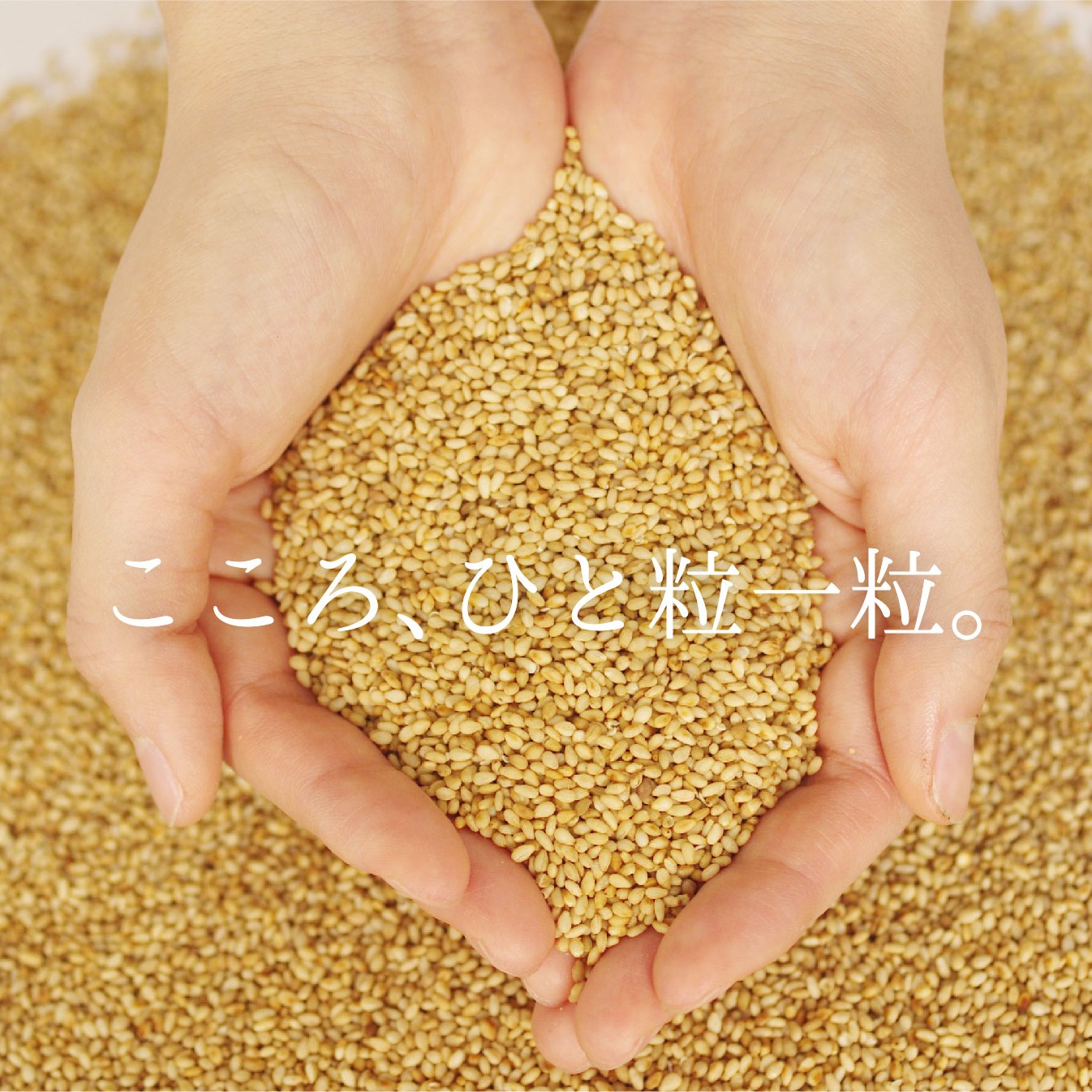 ＜定期便＞九鬼産業 太白純正胡麻油1650ｇ×2本セット 【４回発送】 創業明治19年 ごま油の老舗「九鬼」 いつもの味を上質に変えるごま油。老舗 ゴマ油 胡麻油 ごま油 ドレッシング 調味料 料理 お祝い 贈答品 贈り物 ギフト ミシュラン 2つ星の割烹でも使用 四日市 四日市市 四日市市ふるさと納税