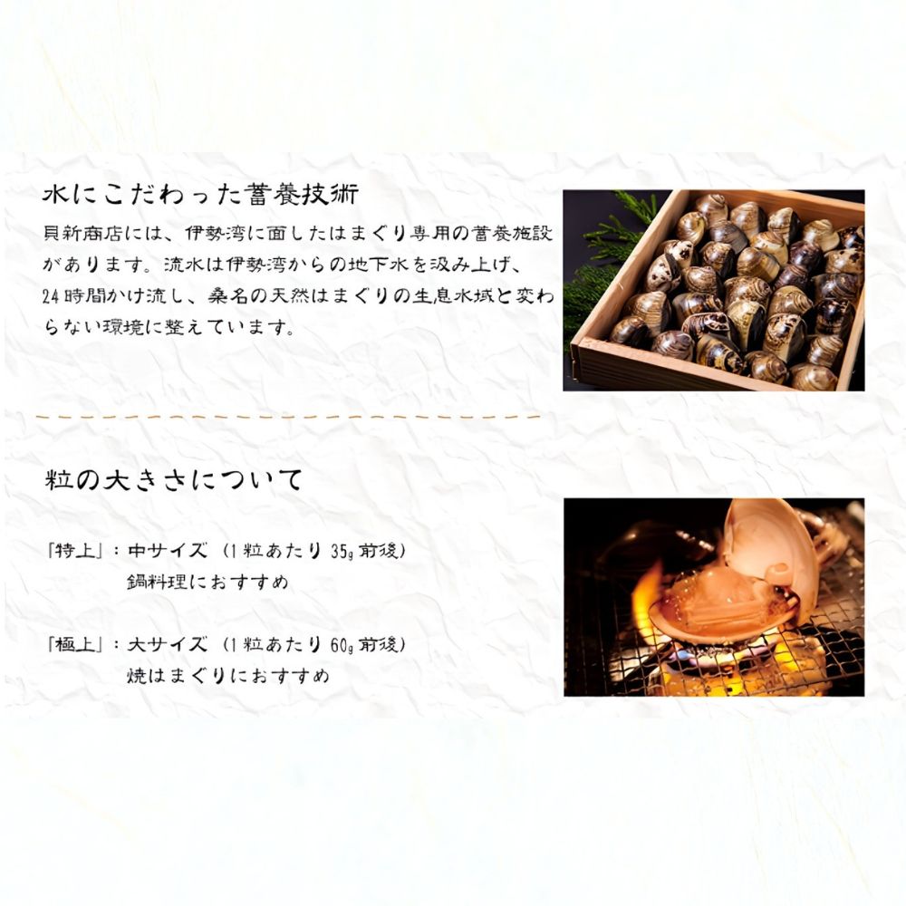 貝新畜養 活かしはまぐり （極上サイズ）2kg 木箱入り
はまぐり ハマグリ 蛤