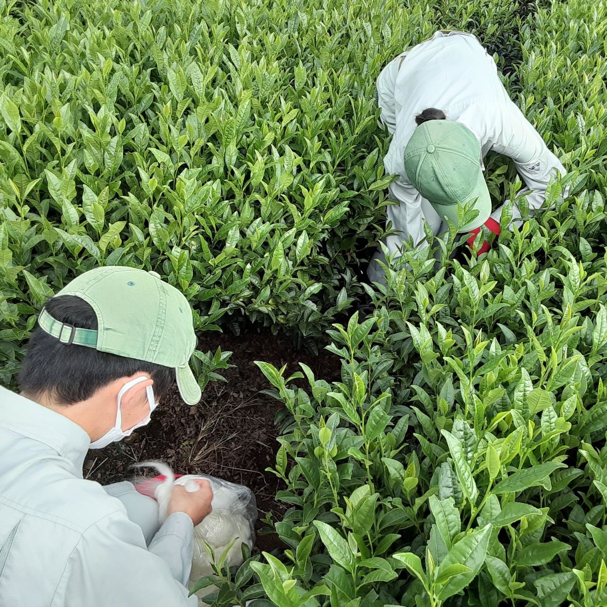 ウールで育てたお茶 お試しセット（かぶせ茶、ほうじ茶）マルシゲ清水製茶【お茶 茶 飲料 ギフト 贈り物 プレゼント 三重県 四日市 四日市市 】