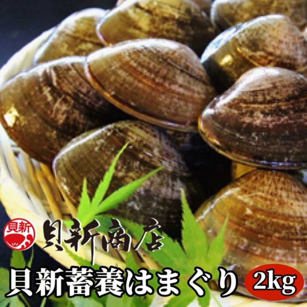 貝新畜養 活かしはまぐり （極上サイズ）2kg 木箱入り
はまぐり ハマグリ 蛤