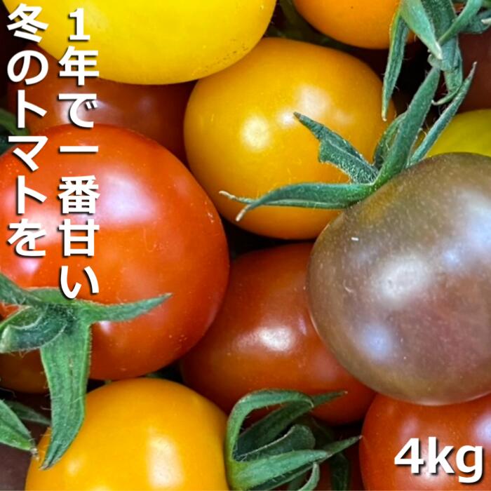 【先行予約】（2026年12月～順次発送予定）鈴鹿山麓トマト「カラフルミニトマト」箱詰め（4kg入り）【トマト ミニトマト 採れたて 自然 栽培 水耕栽培 野菜 甘い あまい おいしい 美味しい 三重県 四日市市 ふるさと納税】