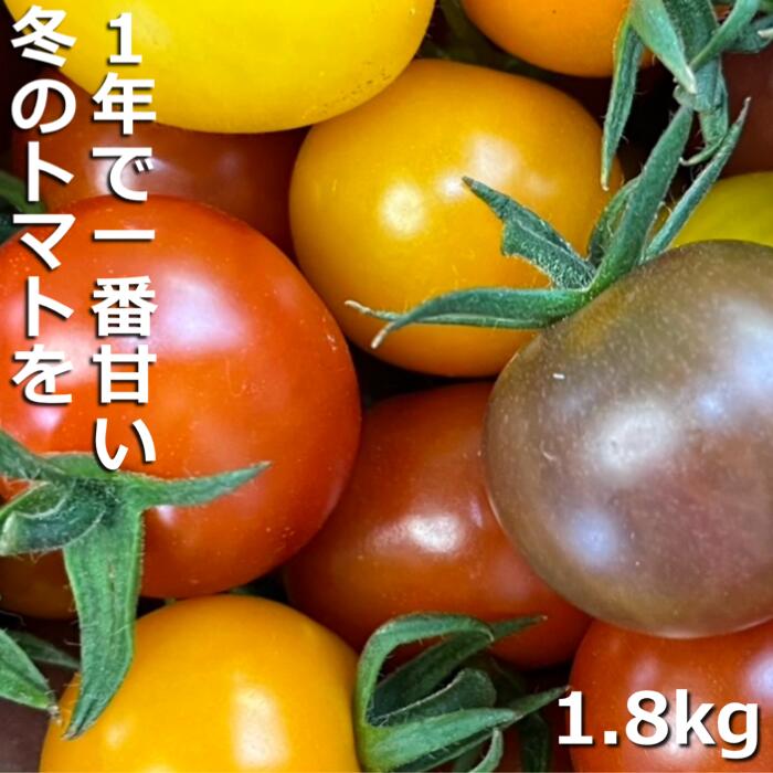 【先行予約】（2026年12月～順次発送予定）鈴鹿山麓トマト「カラフルミニトマト」箱詰め（1.8kg入り）【トマト ミニトマト 採れたて 自然 栽培 水耕栽培 野菜 甘い あまい おいしい 美味しい 三重県 四日市市 ふるさと納税】