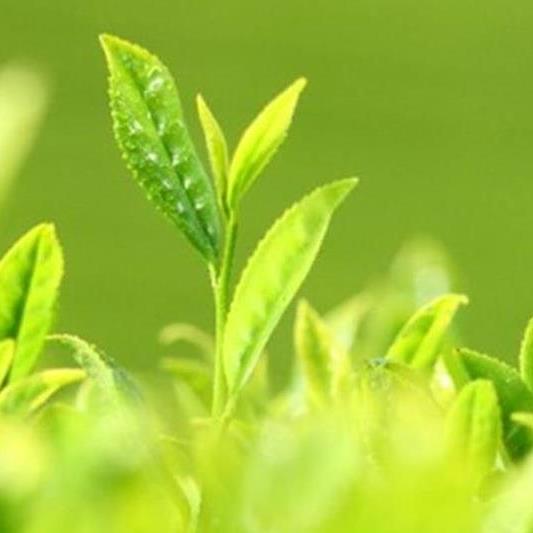 【緑茶水出し】耐熱ボトルと深蒸し冷茶(4g×62袋入)セット〈お茶 茶 冷茶 煎茶 緑茶 水出し 茶葉 ティーバッグ ハリオ 耐熱ボトル 深蒸し茶 深むし 飲料〉  56210012