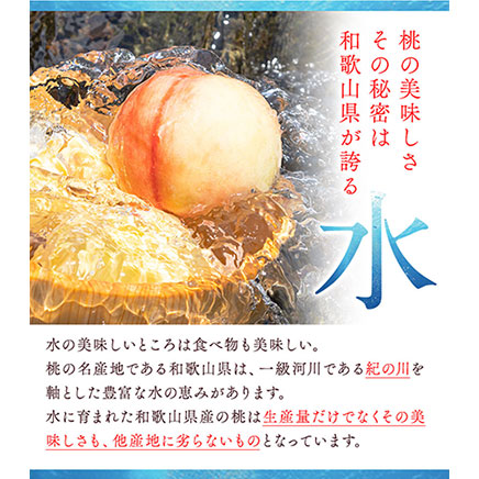 【ふるさと納税】紀の里の桃  約2kg(6〜8玉)《2026年6月中旬-8月中旬頃出荷》桃 もも 果物 白鳳 日川白鳳  清水白桃 川中島白桃 なつっこ