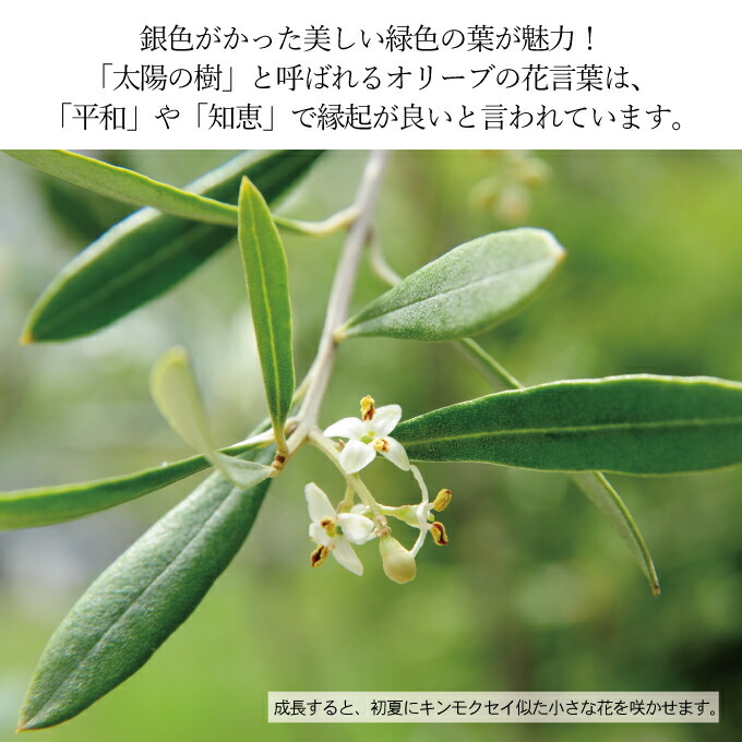 オリーブの苗木4本セット