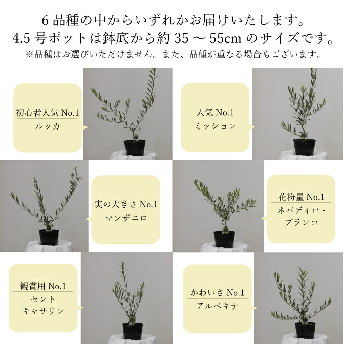 オリーブの苗木4本セット