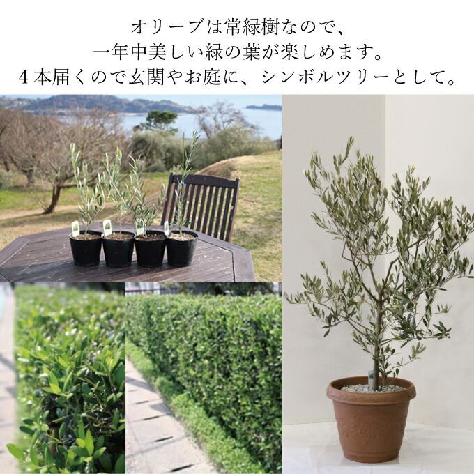 オリーブの苗木4本セット