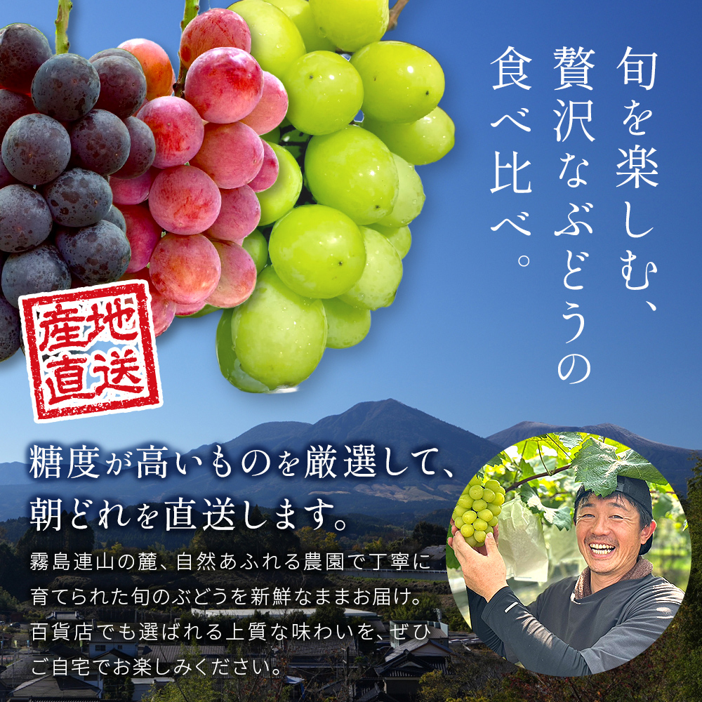 【2026年発送 先行予約】旬のぶどう３種食べ比べ アソート 計2kg程度（ シャインマスカット オーロラブラック・ピオーネ クイーンニーナ ） ぶどう ブドウ シャインマスカット シャイン マスカット フルーツ 果物 ぶどう食べ比べ 宮崎県小林市
