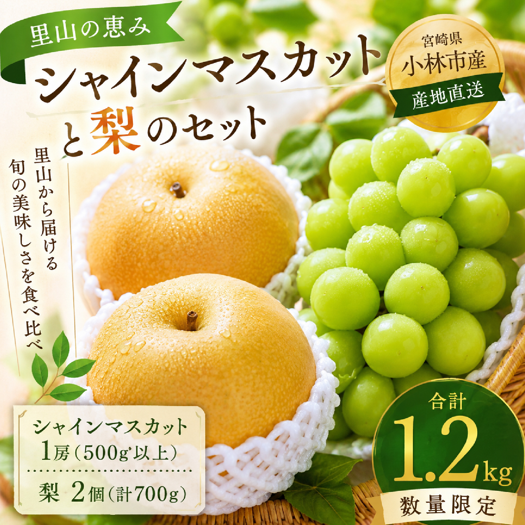 シャインマスカットと梨のセット 計1.2kg（フルーツ 果物 くだもの ブドウ ナシ 旬 2026 贈答用 限定 産地直送）