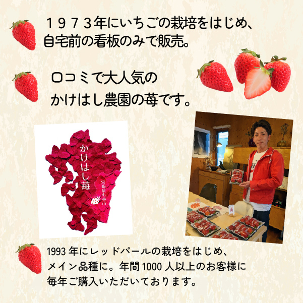 【生産者厳選】新鮮採れたて プレミアムいちご 12粒（苺 イチゴ いちご 大粒 フルーツ 2026 産地直送 贈答用 プレゼント 限定）