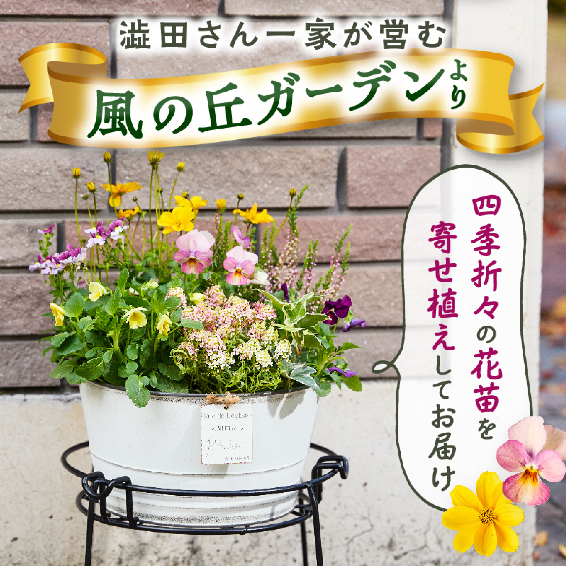 【10月頃から発送・お手軽ガーデニング】季節の寄せ植え（風の丘ガーデン） ギフト寄せ植え 花 贈答用寄せ植え 母の日 誕生日 記念