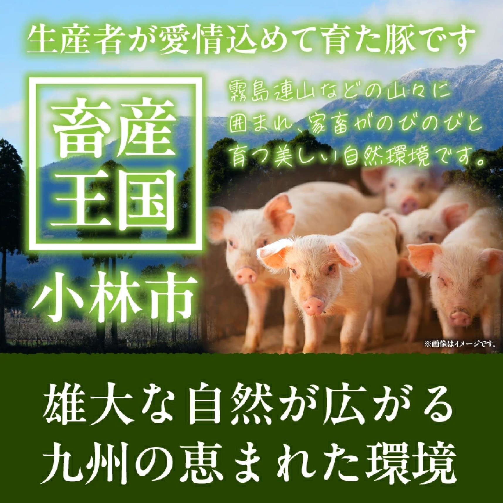 【訳あり】九州産豚肉ロースとんかつ計1.4kg(豚肉 ロース とんかつ 豚ロース ロースカツ 厚切り 九州産 国産豚肉 ジューシー やわらか 甘みのある脂 肉厚 )