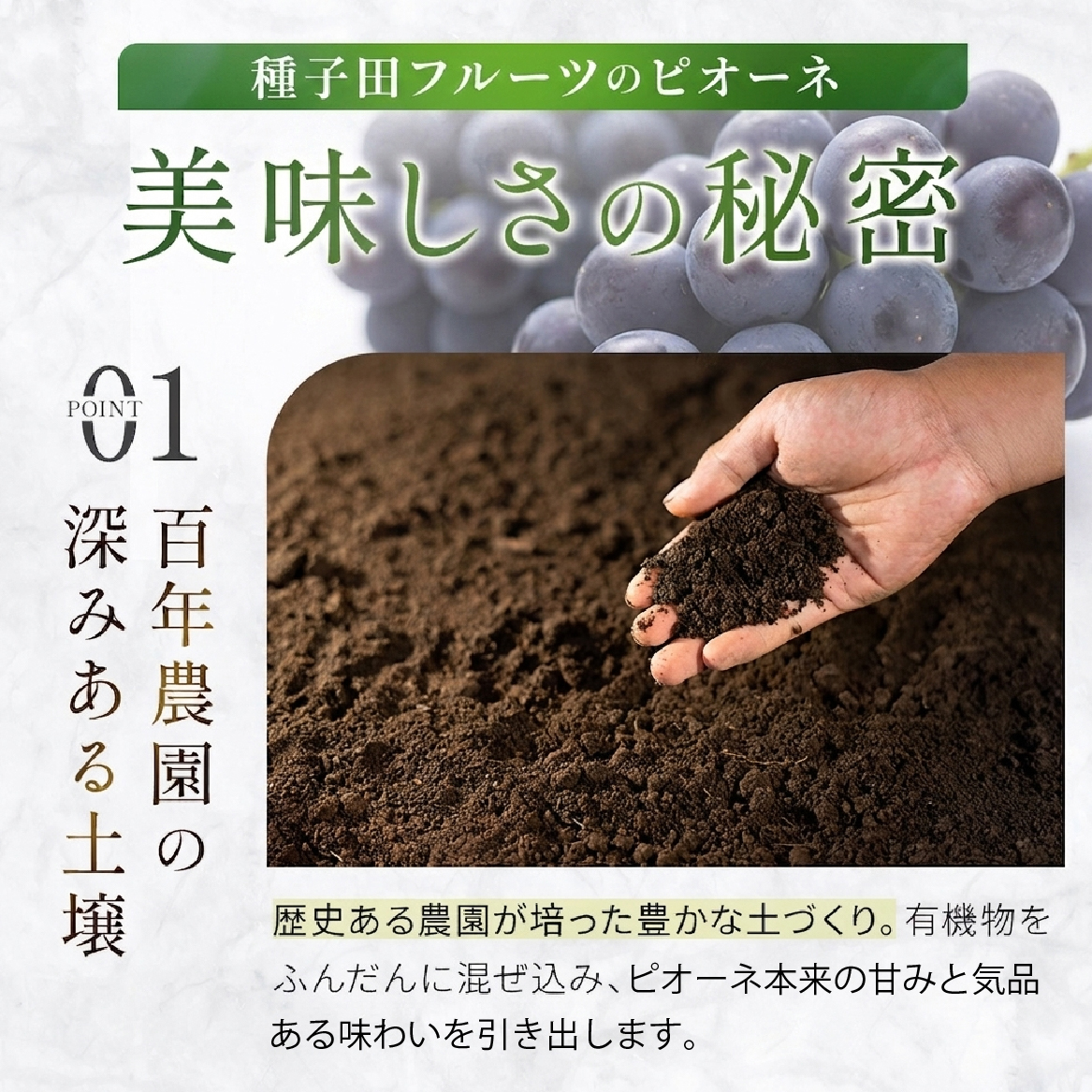 大粒・種なし ピオーネ（ニューピオーネ）2kg ぶどう 葡萄 フルーツ