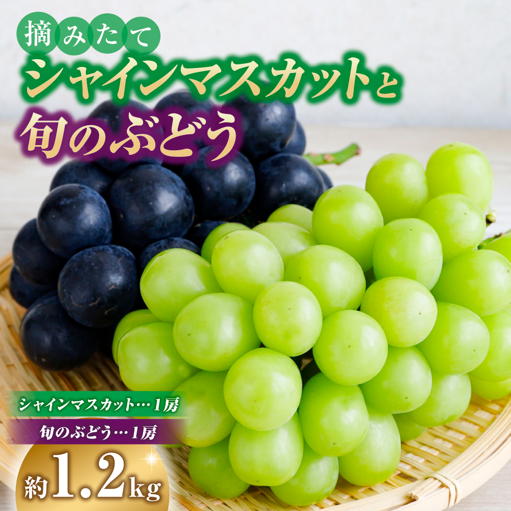 摘みたてシャインマスカットと旬のぶどう 1.2㎏程度（国産 フルーツ 果物 くだもの ブドウ シャインマスカット 2026 贈答用 限定）